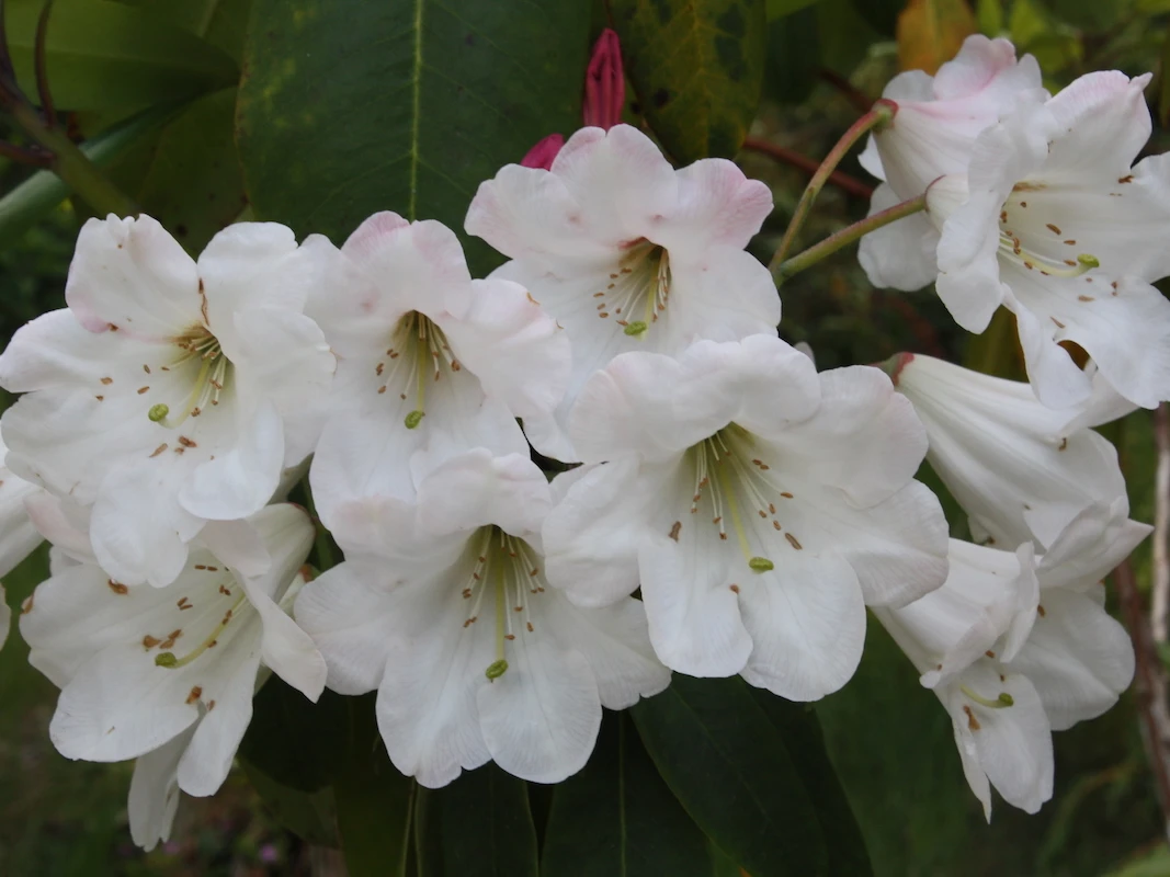 R. fortunei AGM